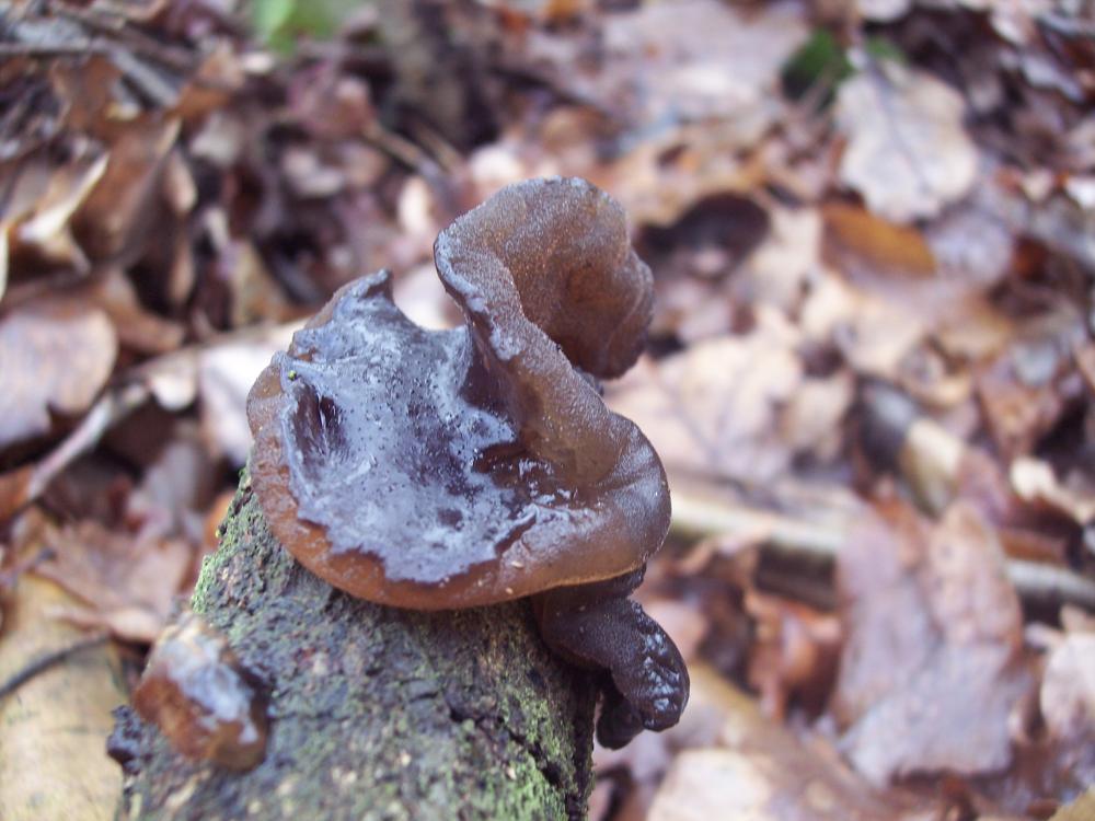 ritrovamenti invernali nel parco ticino